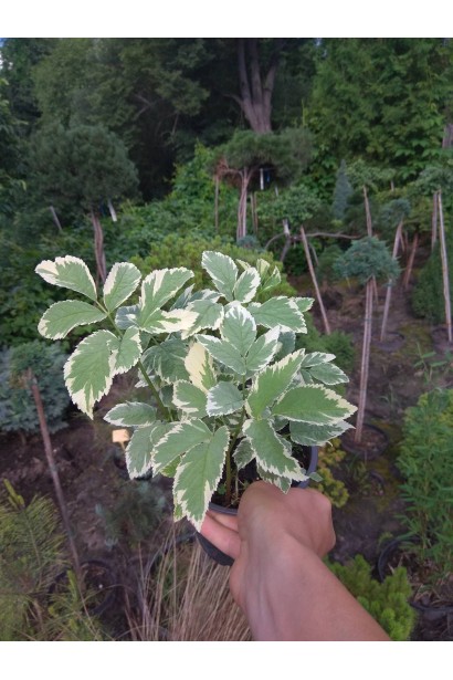 Снить звичайна Варієгата  1л/вис.10-15см/Ø10-15см